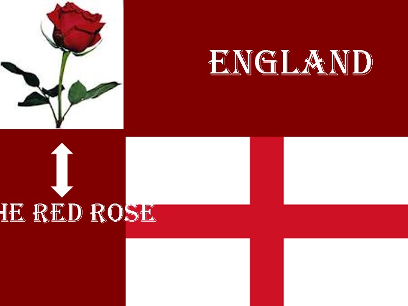 England The red rose